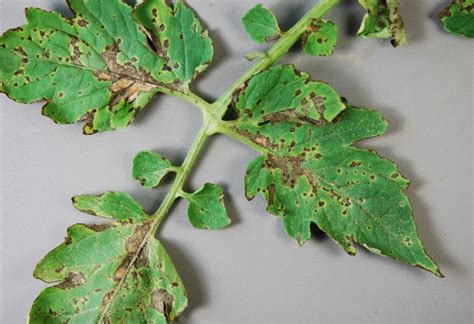 Fungal Leaf Spot Diseases Plant Diagnostic Health Topics
