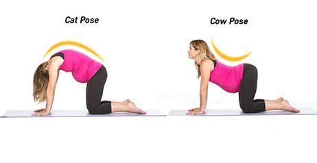 A pregnant woman does yoga at home and does exercises in the cat cow pose. Cat And Cow Pose Yoga Pregnancy - Best Yoga Poses for the Second Trimester - Spoiled Yogi ...