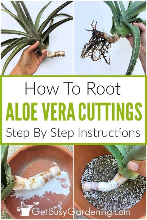 How To Root Aloe Vera Cuttings Step By Step Get Busy Gardening