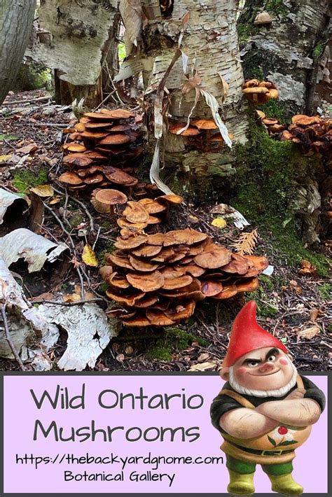 Wild Ontario Mushrooms Botanicals Gallery Backyard Entertaining