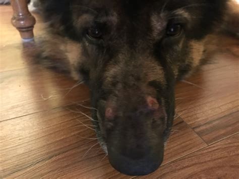 My 8 Year Old German Shepherd Is Losing Hair Around His Nose And Now He