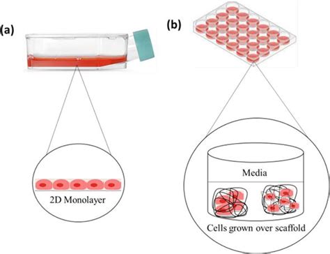 Two Dimensional And Three Dimensional Cell Culture And Their Applications Intechopen