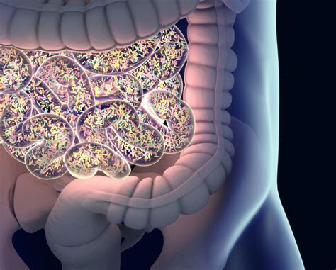 Gut Microbiome Changes Different In Ankylosing Spondylitis And Ibd