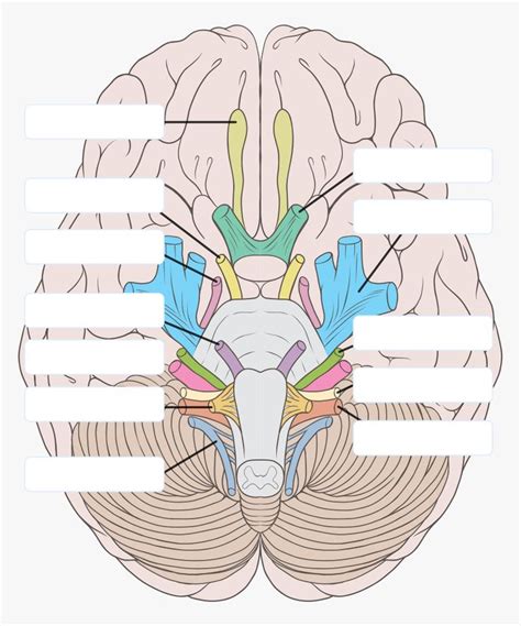 Transparent Nervous Clipart Cranial Nerves Unlabeled Hd Png