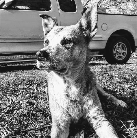 Second Chances K9 Services