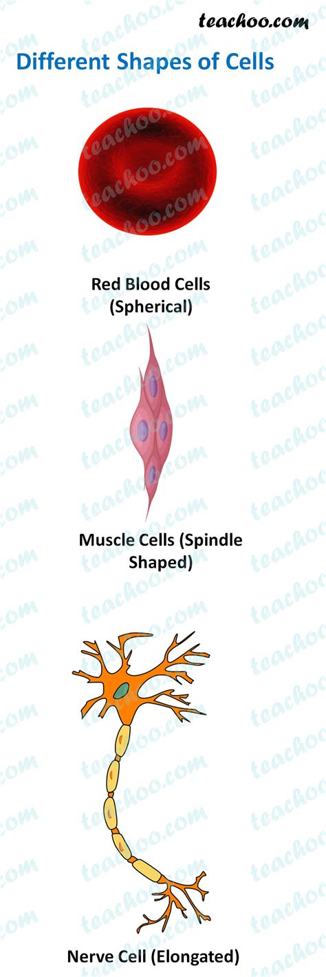 Red blood cells (erythrocytes), white blood cells (leukocytes) blood cells are the cells which are produced during hematopoiesis and found mainly in the blood. Shapes of cells - Examples with Images - Teachoo - Concepts