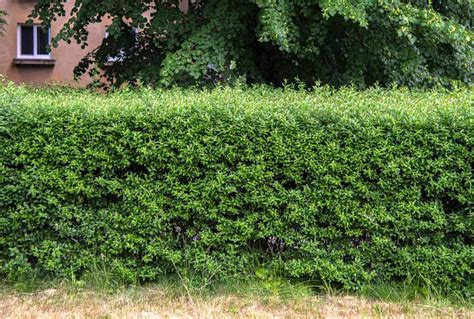 Privet Plant Care And Growing Guide