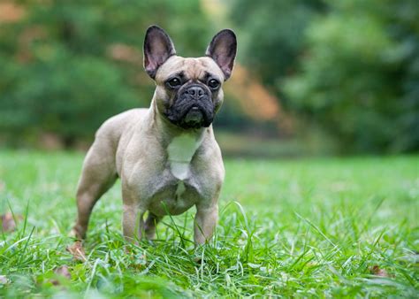 These dogs were later crossed with some other breeds to give them their characteristic bat ears. How To Breed French Bulldogs Uk