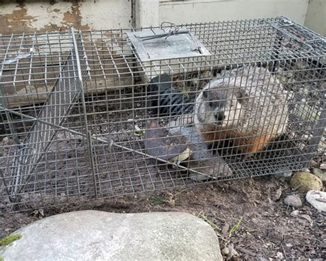 Wildlife & Critter Removal - Varmint Removal & Repair