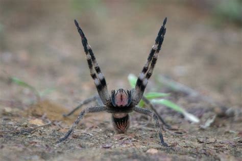 Armed Spiders Genus Phoneutria · Inaturalist