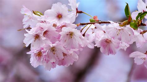 Download 1366x768 Wallpaper Cherry Blossoms Flowers Blur Tree