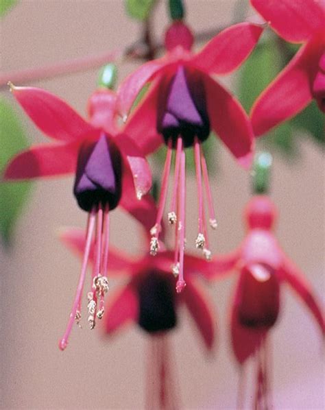 These bright flowers will attract hummingbirds and butterflies to your front porch or garden. Fuchsia - Our Plants - Kaw Valley Greenhouses