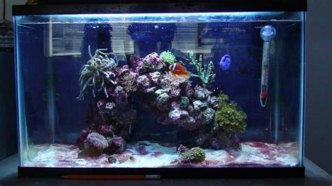 Photo 1 10 Gallon Nano Reef Tank Months Atelier Yuwaciaojp