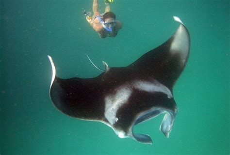 Snorkelling With Manta Rays I Have Done It In Maldives What An