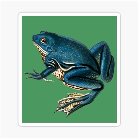 Blue Frogs Looking Great On Pop Colored Backgrounds V Sticker For