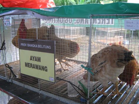 Lihat juga resep ketupar opor ayam petelur enak lainnya. INDRA JONI ILMU PETERNAKAN UIN SUSKA RIAU: JENIS-JENIS ...