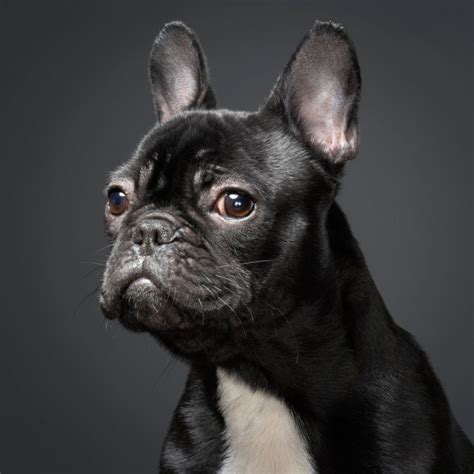 Why You Shouldnt Buy French Bulldogs Or Pugs As A Christmas Present
