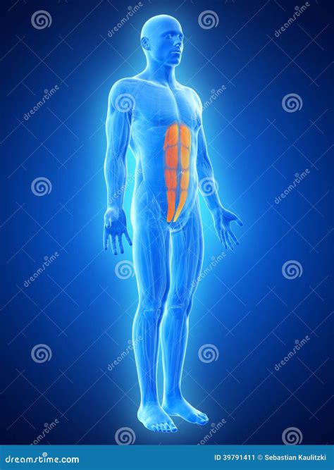 The Abs Muscles Stock Illustration Illustration Of Human 39791411