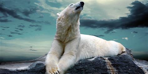 Polar Bear The King Of The North
