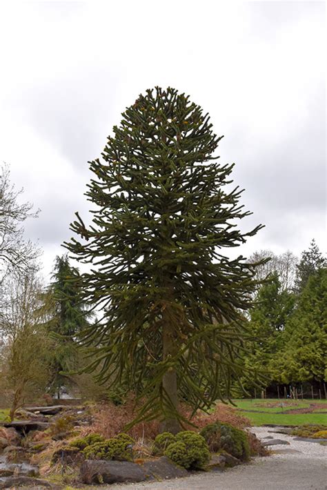 This tree was something new to me. Monkey Puzzle Tree (Araucaria araucana) in Issaquah ...