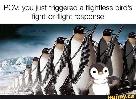 Pov You Just Triggered A Flightless Bird S Fight Or Flight Response Ifunny