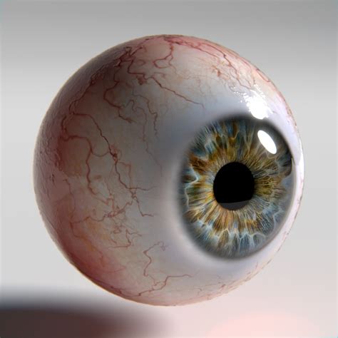 3d Model Of Human Eye