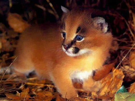 Animals wild baby animals pictures pets cute animals sumatran tiger animals and pets wild cats cute little animals tiger art. Baby caracal. ♥ | Wild Cats | Pinterest