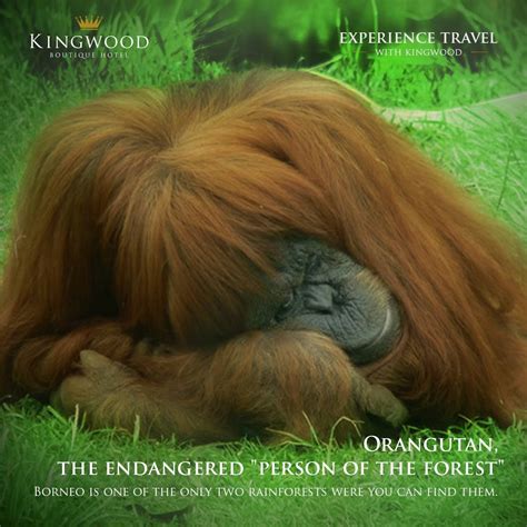 Video shows what archive means. Did you know? The name Orangutan is derived from the Malay ...