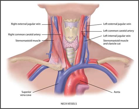 The easiest spot is where it joins your head, just under the corner of the mandible. Ch. 19 Heart & Neck Vessels - Nursing 3065 with Kubiet at University of Central Florida - StudyBlue