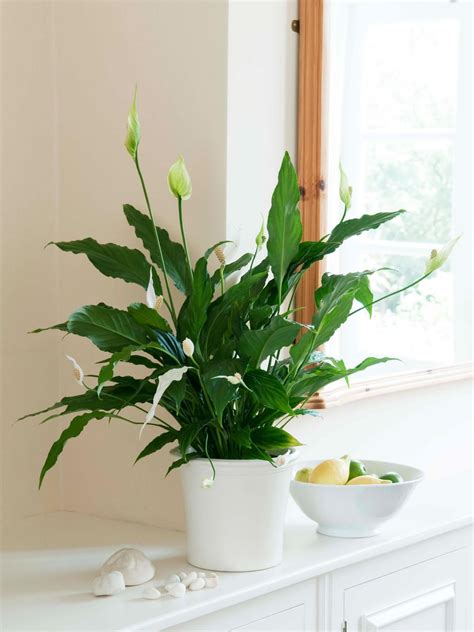 How To Grow And Care For Peace Lily Plants Indoor Plants Low Light