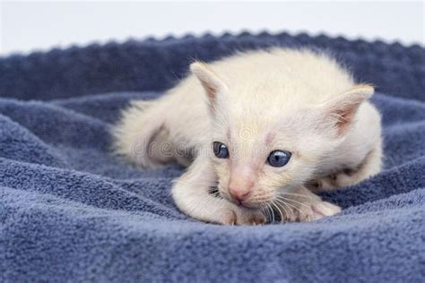 Newborn Kittens Learn To Open Their Eyes Stock Image Image Of