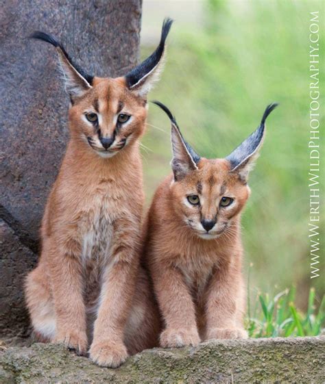 Caracal Kittens Explore These Are 2 Of The 3 Caracal