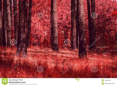 Red Autumn In A Mesmerizing Pine Forest Stock Image Image Of Earth