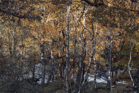 Birch Tree Forest Along Mountain Creek At Autumn Stock Photo Image Of