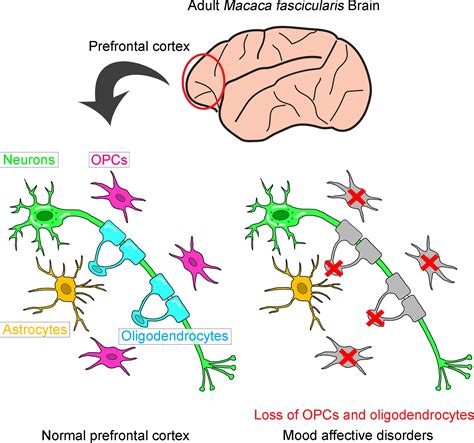 Adult Neurogenesis And Its Role In Brain Injury And Psychiatric