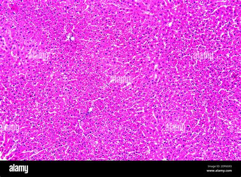 Liver Hepatocyte High Resolution Stock Photography And Images Alamy