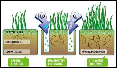 Also referred to as interseeding. Now is Time for Aeration and Overseeding | Lawn Maintenance Tips