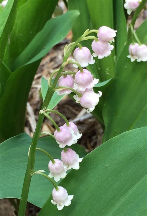 Photo Of The Bloom Of Pink Lily Of The Valley Convallaria Majalis