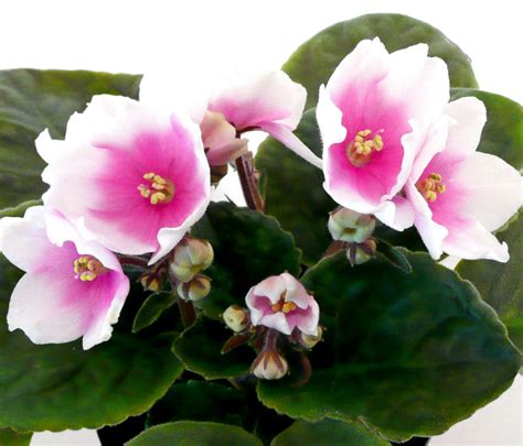 Color patterns and color combinations are unique. 4IN Optimara African Violet - myPassion