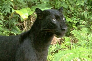 Stray animals at indian airports. :: Race for the Rainforest :: Care2 Groups