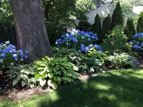 50 Most Beautiful Hydrangeas Landscaping Ideas To Inspire You 016