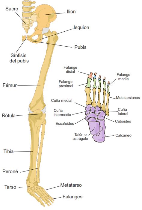 Huesos Del Miembro Inferior El Mundo De La Anatomia Humana
