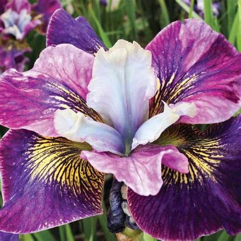 Siberian Iris Charming Billy Siberian Iris A G Roots And Rhizomes