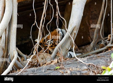Adult Male Tiger Inside The Cave Resting And Watching At Ranthambhore