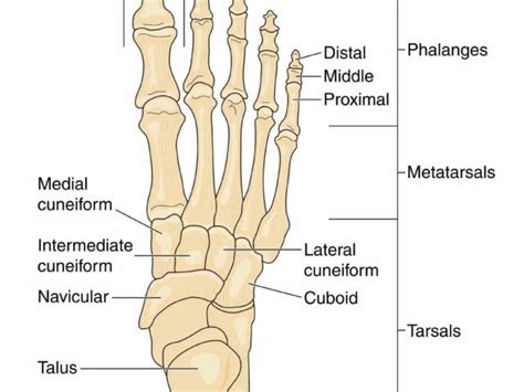 bones of provide mechanical support for soft tissues helping foot de