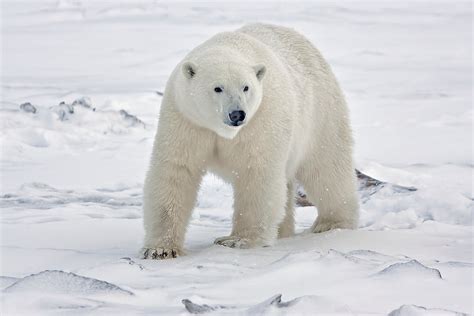 Best Time For Polar Bear Watching In Alaska 2024 When To See Roveme