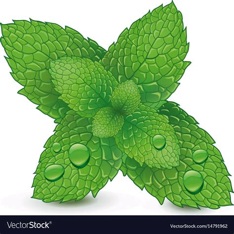 Fresh Mint Leaves Isolated On White Background Vector Image