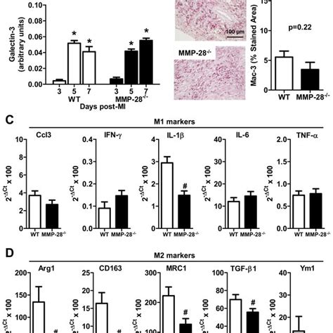 Mmp Deletion Attenuated Macrophages Polarization Towards M Subtype