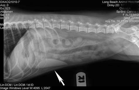 Enlarged Liver In Dogs