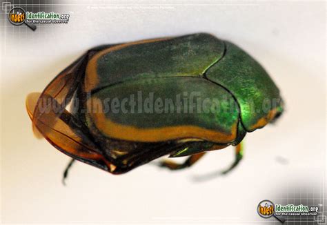 Green June Beetle
